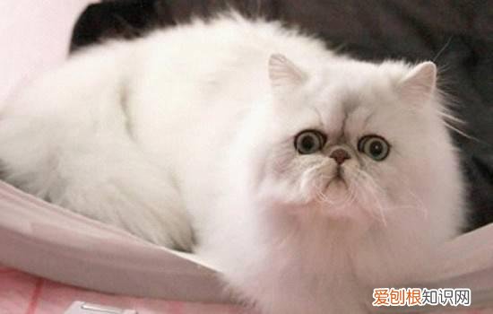 猫经常寄养 猫咪寄养后遗症,猫咪寄养后遗症表现,猫寄养后遗症