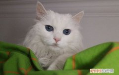 猫经常寄养 猫咪寄养后遗症,猫咪寄养后遗症表现,猫寄养后遗症