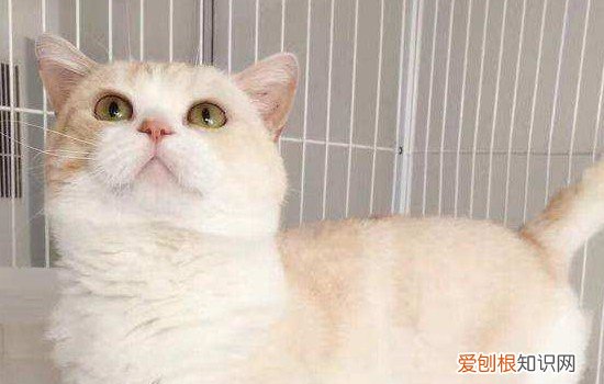 猫经常寄养 猫咪寄养后遗症,猫咪寄养后遗症表现,猫寄养后遗症