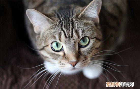 猫的胡子有什么用 为什么每只猫都会长胡子