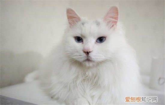 安哥拉猫是什么猫 安哥拉猫为什么那么昂贵