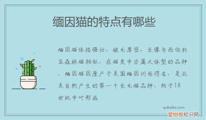 缅因猫区别 缅因猫的特点有哪些