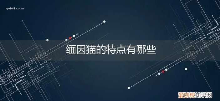 缅因猫区别 缅因猫的特点有哪些