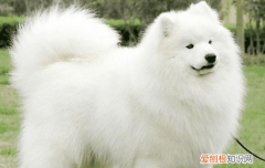 萨摩耶晕车吐怎么办 萨摩耶晕车怎么办