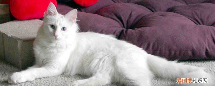 5个月的猫一天吃多少克,5个月的猫一天吃多少猫粮,5个月的猫一天吃多少合适