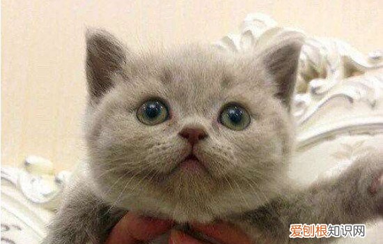 银渐层怎么看品相 想要辨别银渐层是否纯正看看这里吧！