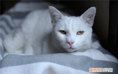 三种猫砂的优缺点 猫砂的重要性堪比猫粮