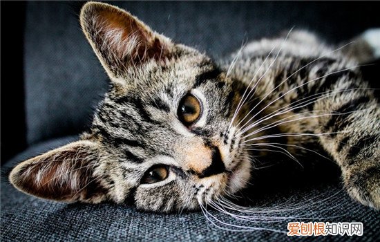 三种猫砂的优缺点 猫砂的重要性堪比猫粮