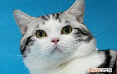 猫怎么会有鼻屎 猫有鼻屎是什么原因,猫有鼻屎要给它清理吗,猫有鼻屎怎么清理