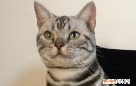 猫咪怎么清理眼睛 怎么清理猫眼睛附近,猫的眼睛怎么清理