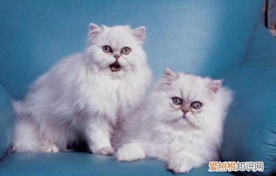 猫咪会把主人当妈妈吗 猫咪把人当妈妈的表现,猫把人当妈妈的表现,猫咪把人当妈妈表现