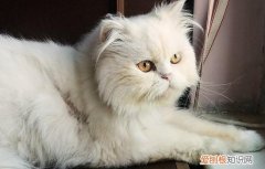 加菲猫眼睛用什么眼药水清洗 加菲猫的眼睛怎么护理,可以给加菲猫每天温水洗眼吗,