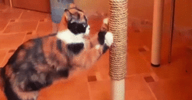 如何逗猫咪玩 怎么逗猫玩,怎么跟猫玩,怎么陪猫玩