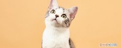 宠物猫可以带出去溜吗 猫能带出去溜吗,猫能带出去玩吗,猫能带出门吗