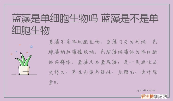 蓝藻是单细胞生物吗 蓝藻是不是单细胞生物