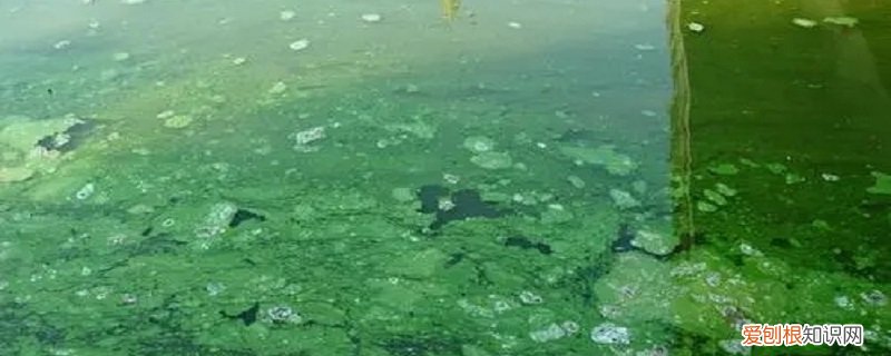 蓝藻是单细胞生物吗 蓝藻是不是单细胞生物