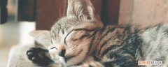 猫咪呼吸像吹哨 猫呼吸带轻微哨子声,猫呼吸有哨子声,猫呼吸像吹哨子的声音