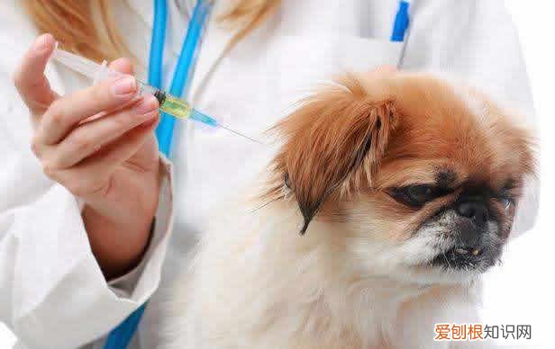 宠物狗咬伤了皮肤出了一点血怎么办超过24小时了 宠物狗咬伤了皮肤出了一点血怎么办