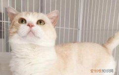 猫最喜欢的颜色是什么 猫咪喜欢什么颜色,猫喜欢什么颜色,猫咪喜欢什么颜色的东西