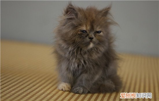 猫牙齿不好吃什么 猫牙不好吃什么食物,猫牙不好吃什么猫粮,猫的呀不好吃什么