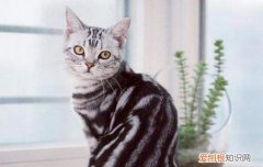 猫咪不停的舔我是什么意思 猫咪舔我代表什么,猫咪舔我是什么意思,猫咪舔我是怎么回事