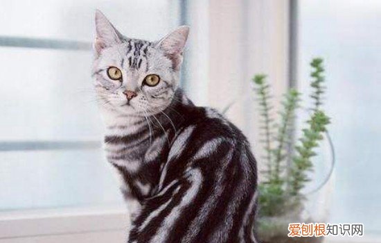 猫咪不停的舔我是什么意思 猫咪舔我代表什么,猫咪舔我是什么意思,猫咪舔我是怎么回事