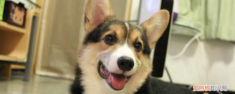柯基咬人吗 性格是非常温顺了