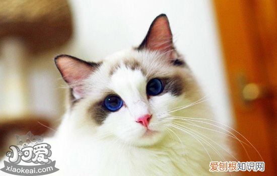 布偶猫的缺点 当小仙女也是有代价的