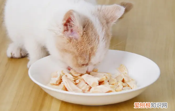 猫咪可以吃生的鸡胸肉不 猫咪可以吃生鸡胸肉吗
