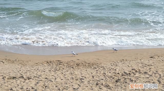 五一北戴河攻略,北戴河最佳的游玩时间