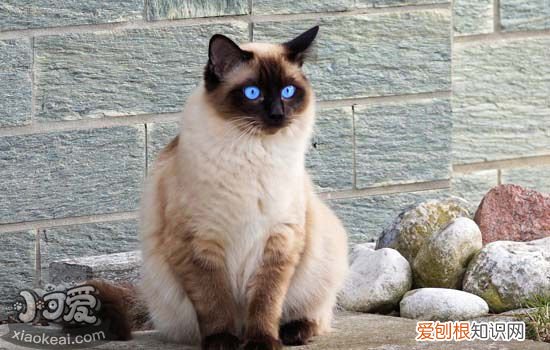 猫得了乳腺癌怎么办 猫咪也会得乳腺癌？