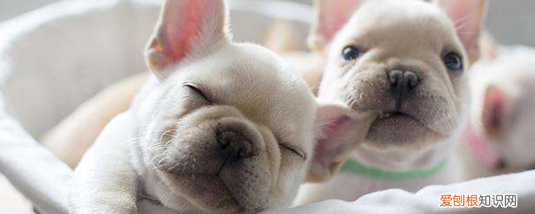 法斗认主人的表现 这些表现就说明把你当主人了!