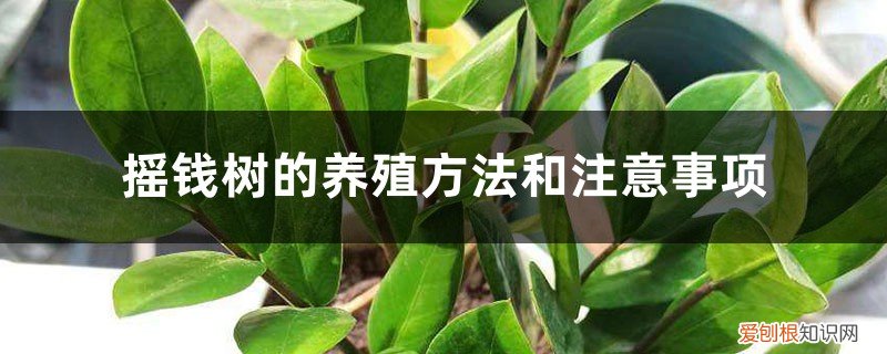 摇钱树的养殖方法和注意事项盆栽 摇钱树的养殖方法和注意事项，摇钱树图片