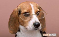 狗狗有眼屎怎么办 狗狗有眼屎怎么处理