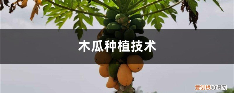 木瓜籽可以种木瓜吗 木瓜种植技术,木瓜籽怎么种