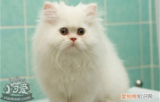 十大最适合家养的猫 中华田园猫上榜你养了哪种？