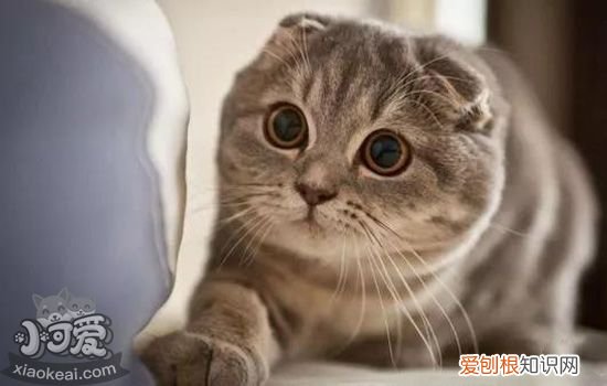 十大最适合家养的猫 中华田园猫上榜你养了哪种？