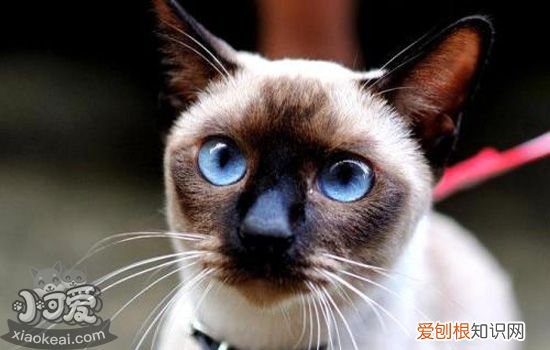 十大最适合家养的猫 中华田园猫上榜你养了哪种？