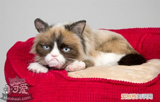 十大最适合家养的猫 中华田园猫上榜你养了哪种？