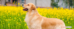 拉布拉多犬和金毛有什么区别 总结正确区分！