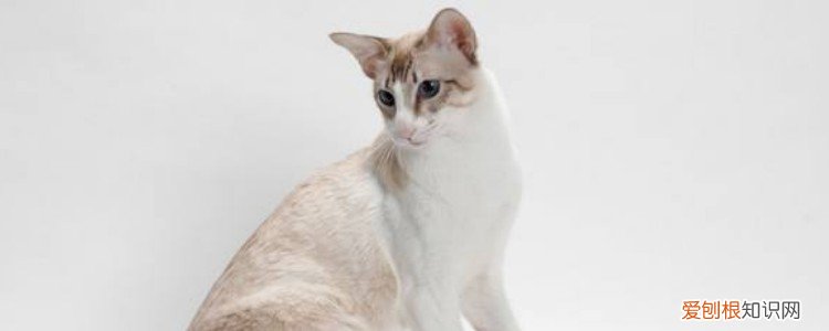 猫会不会来大姨妈哦 猫咪会不会来大姨妈,猫咪会不会来姨妈,猫咪会不会来月经