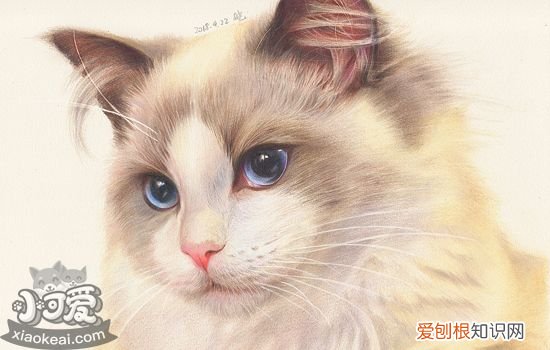 怎么看布偶猫是不是串串 不纯的布偶猫与纯的有什么区别