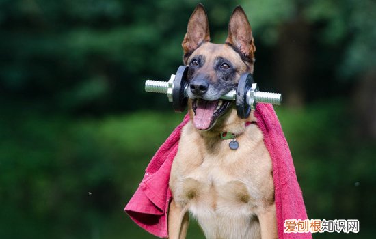 马犬尾巴打卷是不纯吗 教你如何分辨纯种马犬