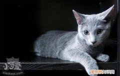 英短蓝猫的优缺点 为什么养英短蓝猫的人这么多