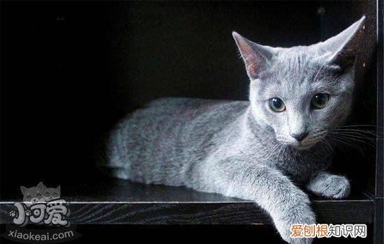 英短蓝猫的优缺点 为什么养英短蓝猫的人这么多