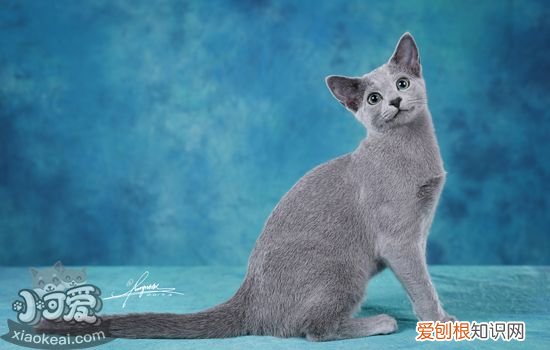 英短蓝猫的优缺点 为什么养英短蓝猫的人这么多