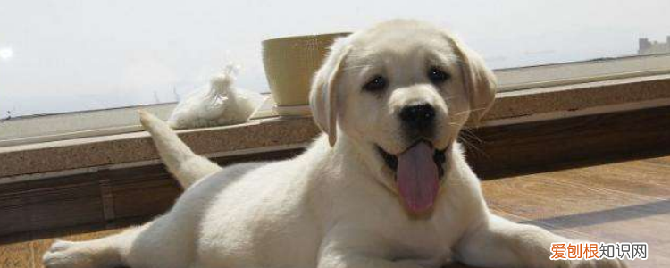 拉布拉多认主人吗 一生只认一个主人!