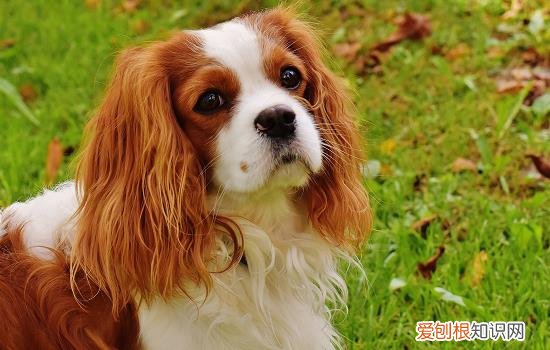 狗的翻肠子怎么办 狗狗翻肠子怎么办在家解决