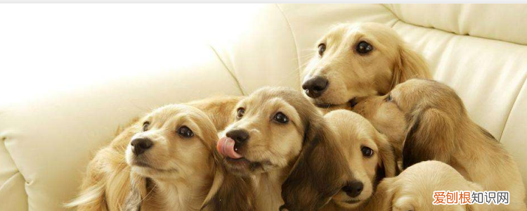 拉布拉多如何看纯不纯 看这五点就没错了！