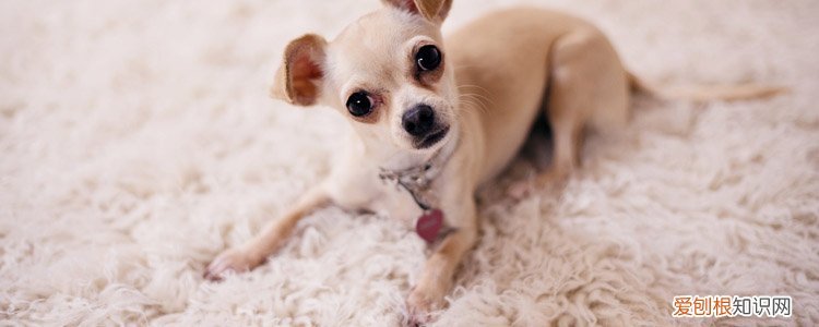 狗狗会感染新型冠状病毒肺炎吗 连蝙蝠都会感染?